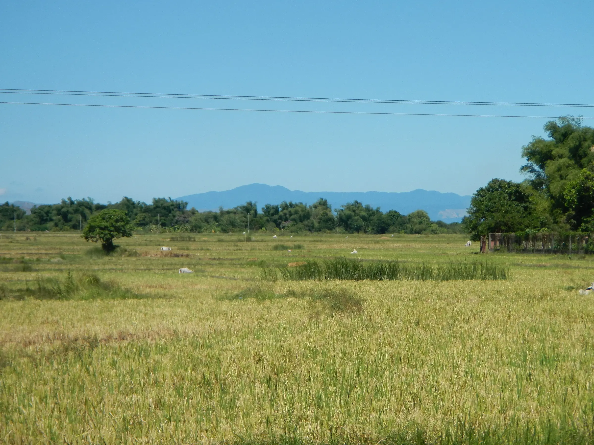 Golden rice fields stretching to a line of trees and blue mountains on the horizon.